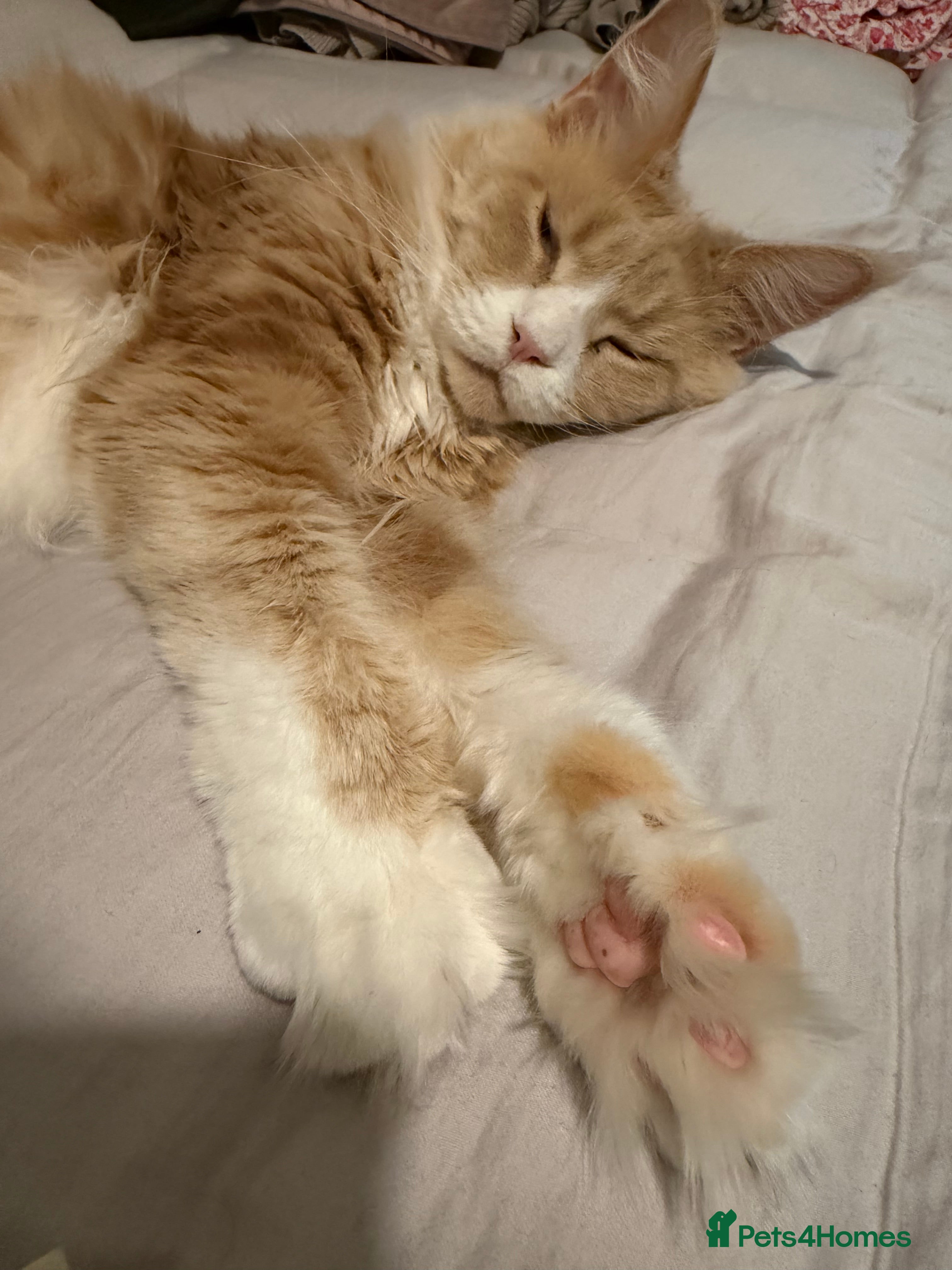 Maine Coon cats Very Large Classic Cream Tabby Maine Coon - Advert 2