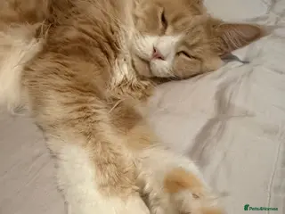 Maine Coon cats Very Large Classic Cream Tabby Maine Coon - Advert 1