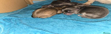 Chihuahua Puppy 1