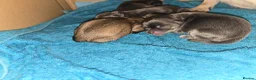 Chihuahua dogs for sale: Absolutely beautiful chihuahua puppies - Advert 5
