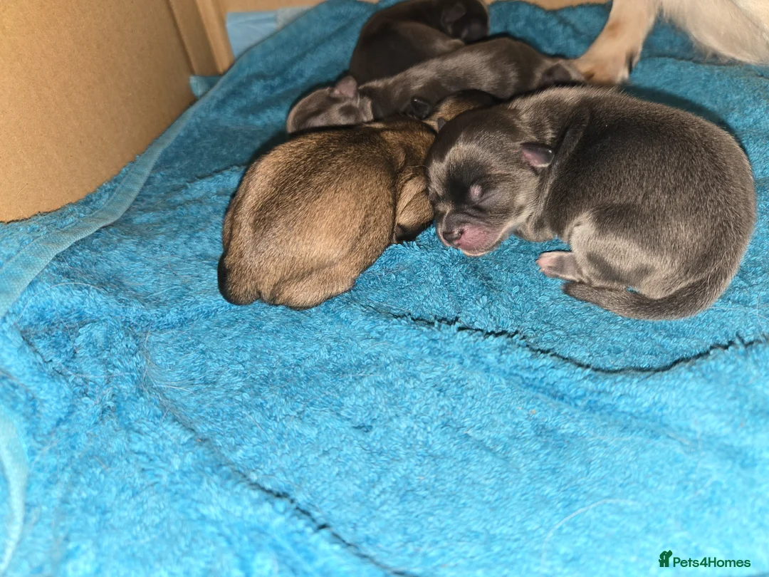 Chihuahua dogs for sale: Absolutely beautiful chihuahua puppies - Advert 5
