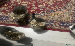 British Shorthair cats for sale: 4 beautiful female kittens  - Image 2