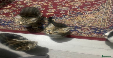 British Shorthair cats - Advert 2