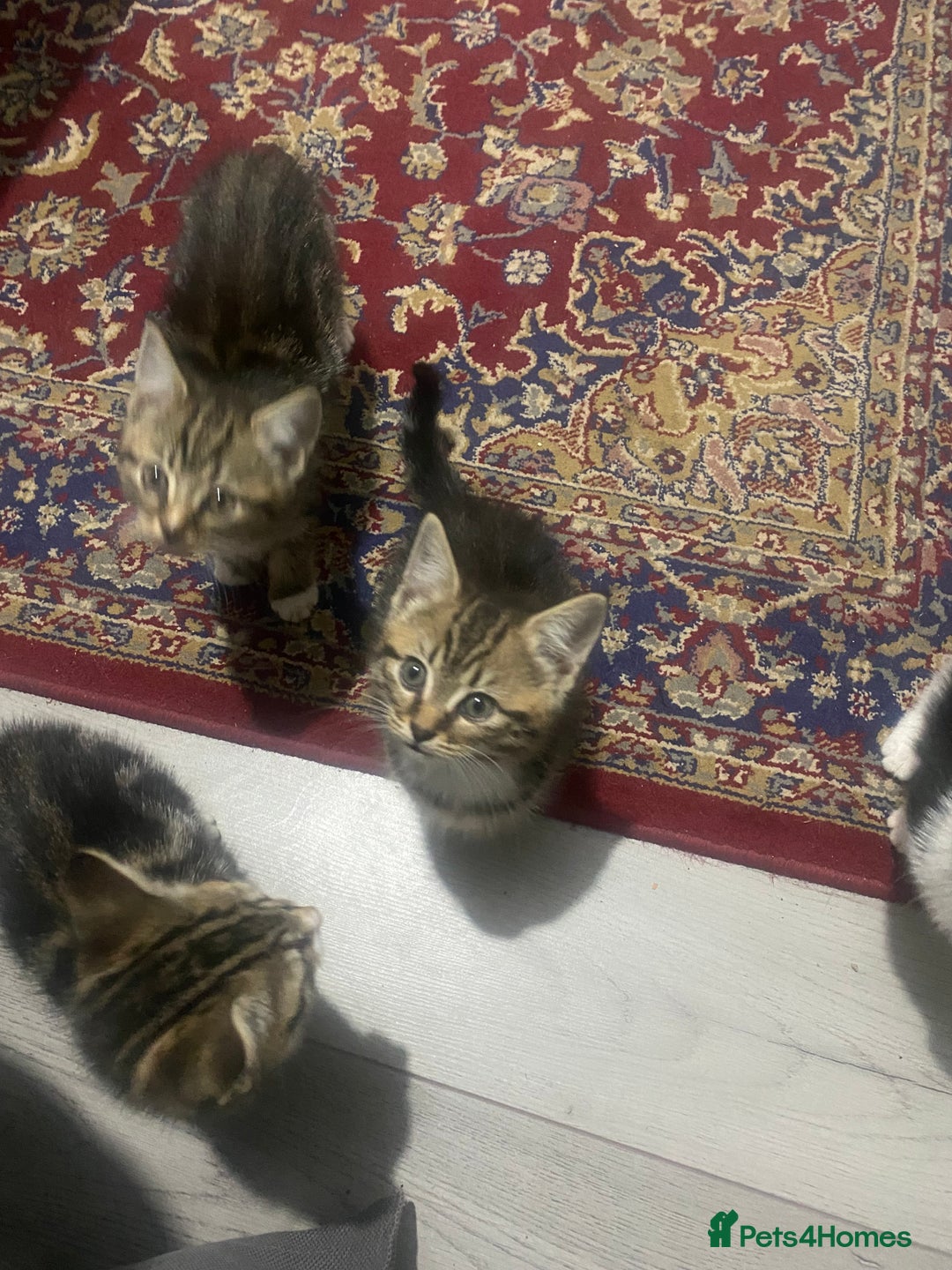 British Shorthair cats for sale: 4 beautiful female kittens  - Image 2