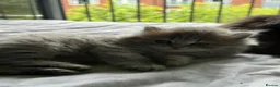 British Longhair cats for sale: Luxury British Longhair Kitten | TICA Registered - Advert 9