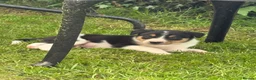 Border Collie dogs for sale: Border collie pups ready to leave now - Advert 29
