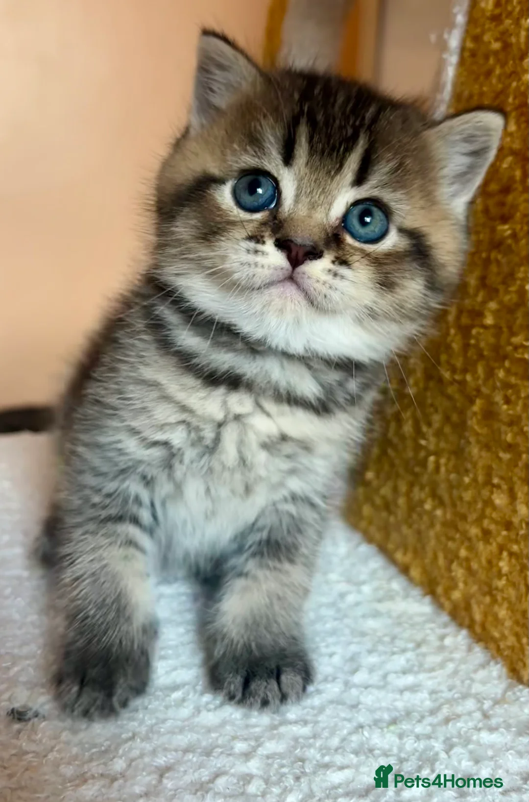 Scottish Fold cats for sale: 🌟🌟🌟🌟🌟Pedigree Scottish Fold Kittens - Advert 3