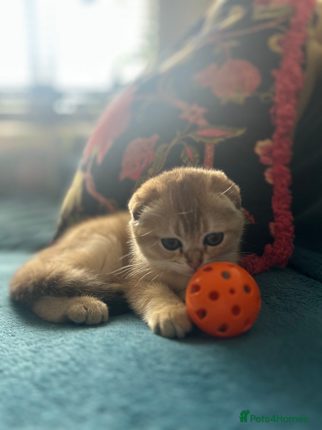Scottish Fold cats for sale: Gold Chinchilla Scottish fold baby’s  - Image 23
