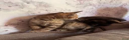 Mixed Breed cats for sale: Mixed main coone kittens  - Advert 6