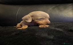 Miniature Dachshund dogs for sale: Stunning little boys - Image 9