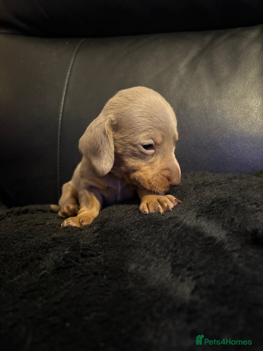 Miniature Dachshund dogs for sale: Stunning little boys - Image 9