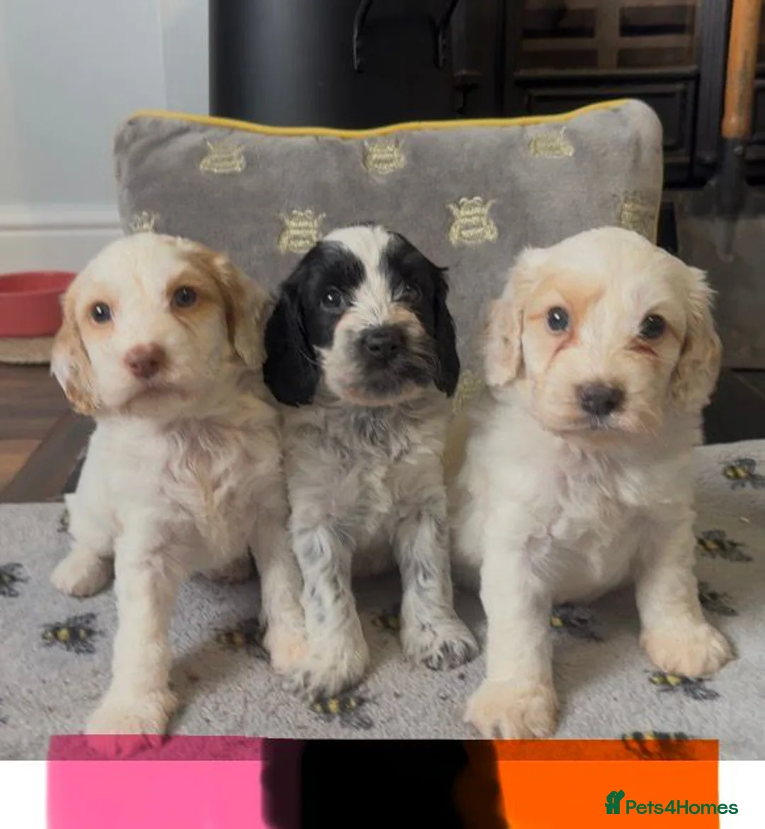 Cockapoo dogs for sale: Gorgeous teddy bear faced cockapoo's - Advert 2