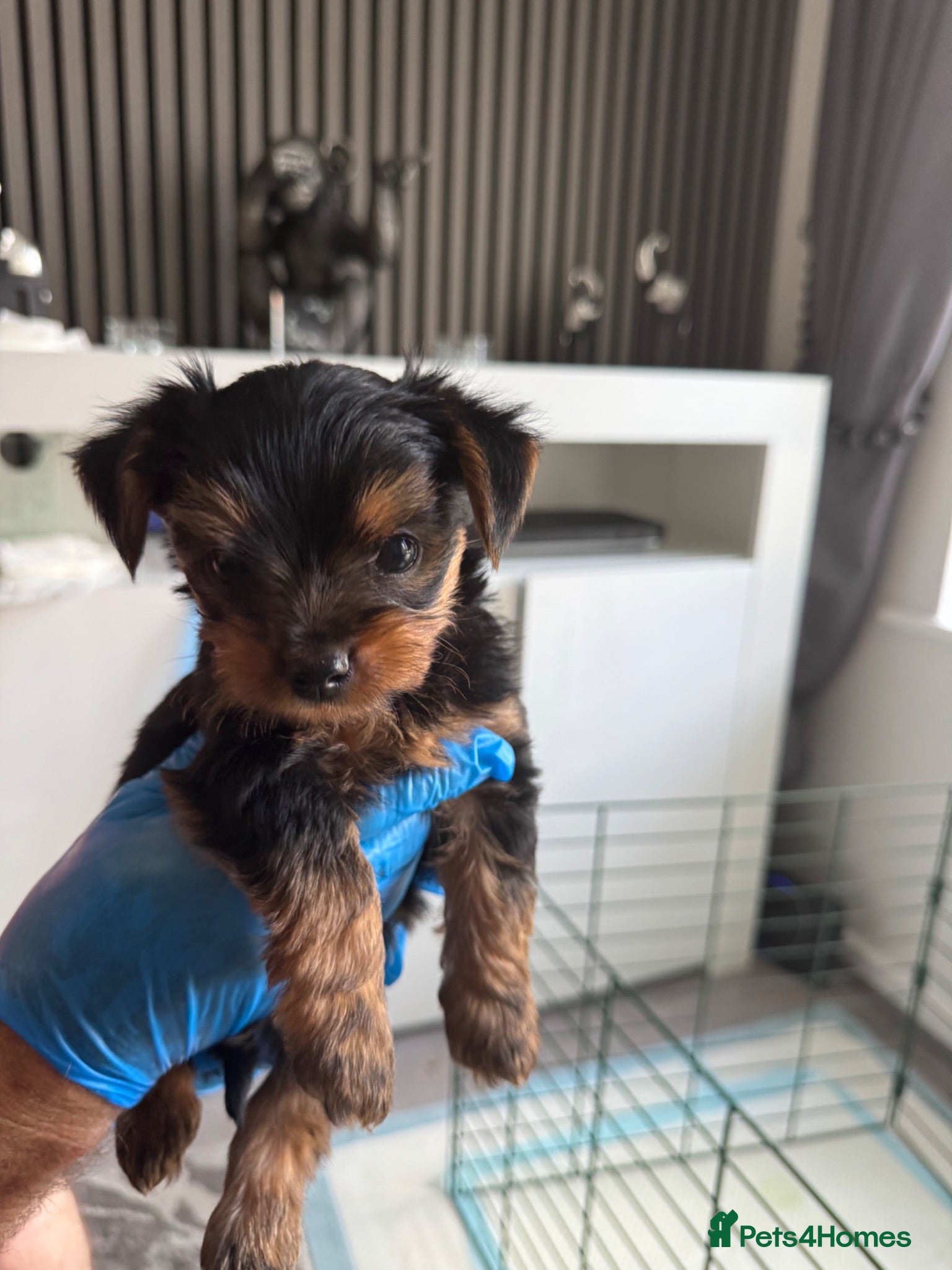 Yorkshire Terrier dogs Yorkshire Terrier Puppies Only 1 Boy Left !!!! - Advert 18