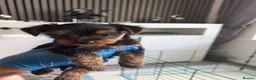 Yorkshire Terrier dogs for sale: Yorkshire Terrier Puppies Only 1 Boy Left !!!! - Advert 1