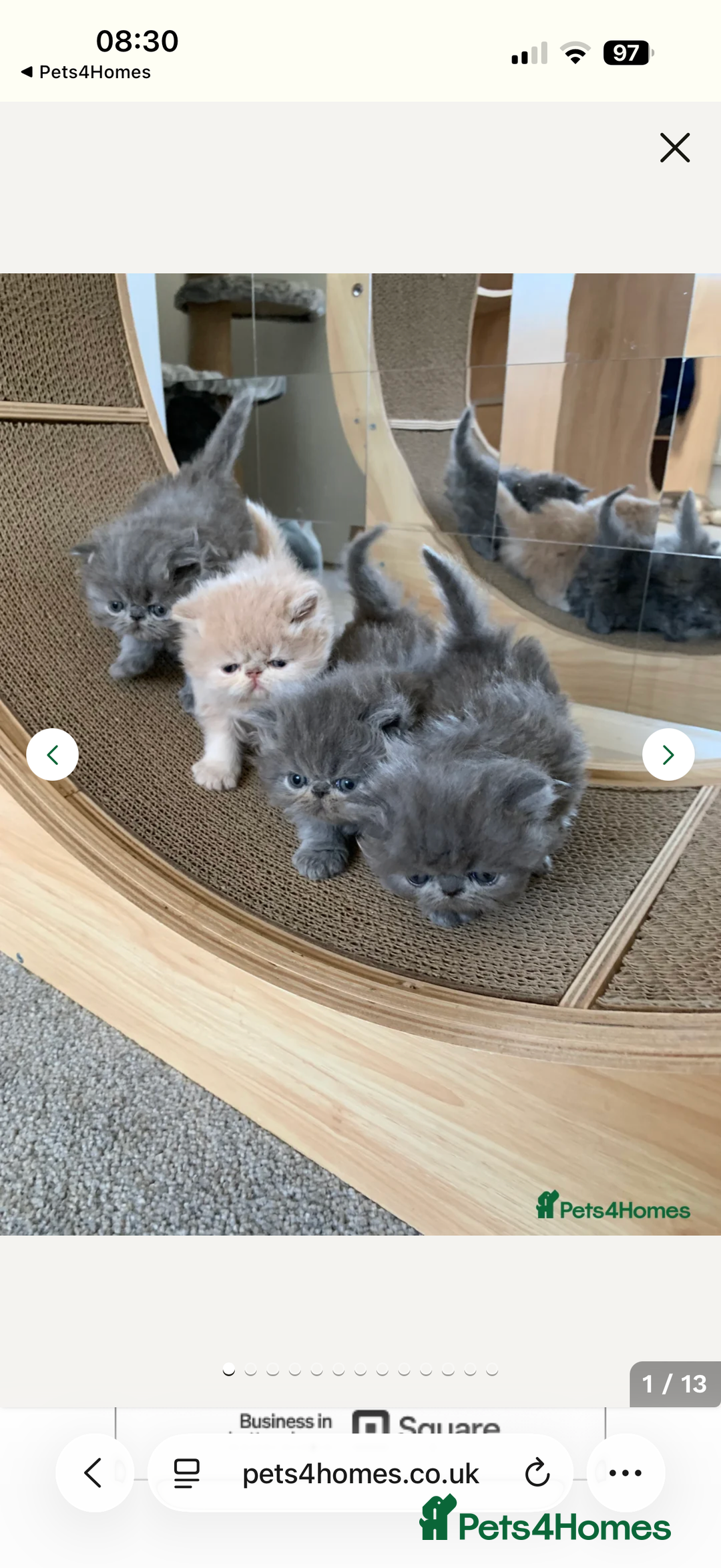 Persian cats for sale:  Persian Queen-Active. American Bloodlines, GCCF. - Advert 14