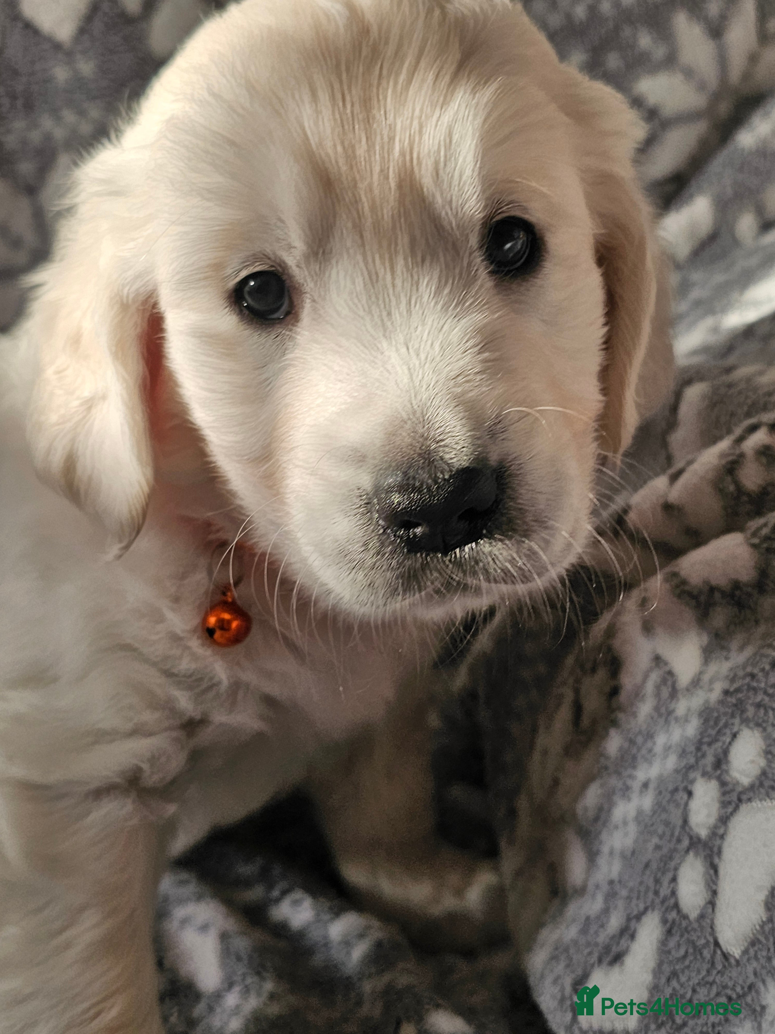 Golden Retriever dogs Adorable KC Golden Retriever puppies - Ready now! - Advert 1