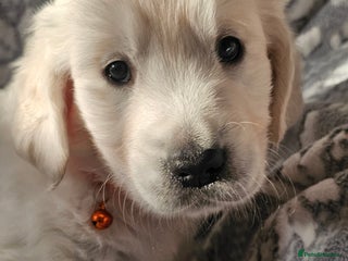 Golden Retriever dogs Adorable KC Golden Retriever puppies - Ready now! - Advert 6