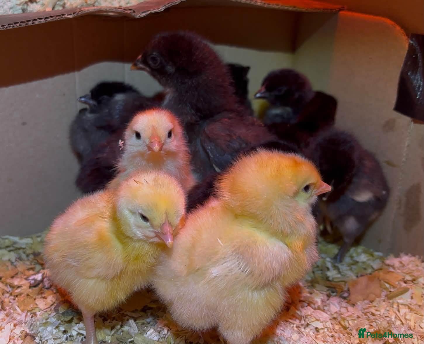 Chickens poultry Week Old Chicks (Gold Partridge Brahma) - Advert 22