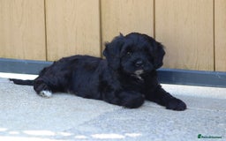 Cavapoo dogs for sale: Beautiful F1 Cavapoo puppies for sale - Image 19