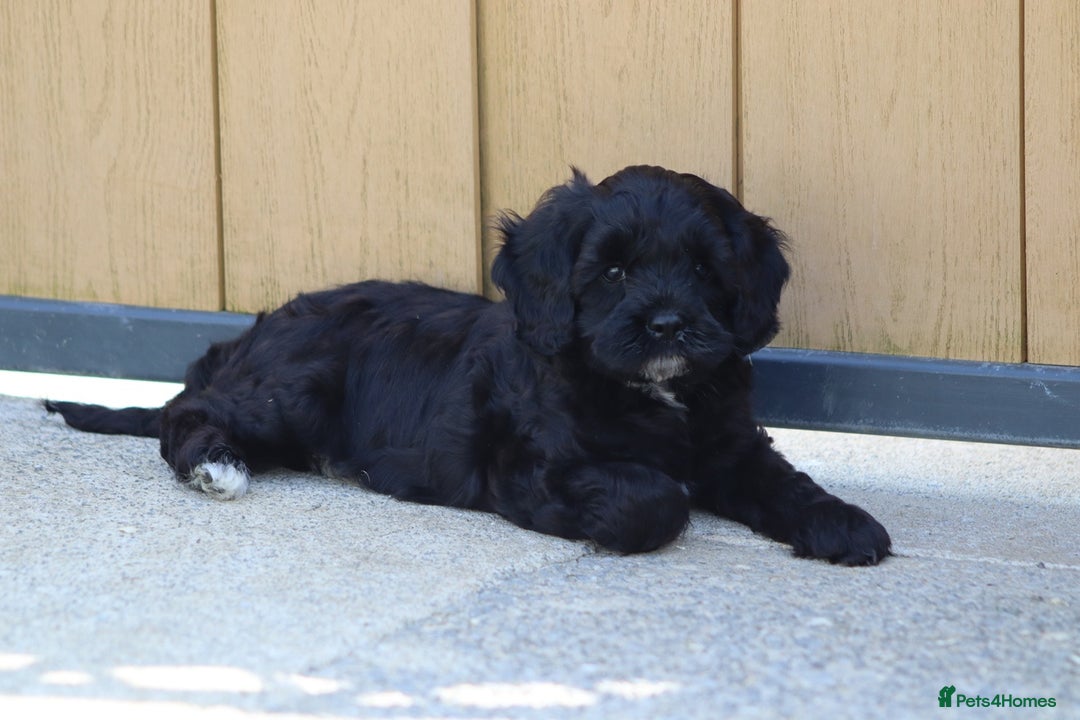 Cavapoo dogs for sale: Beautiful F1 Cavapoo puppies for sale - Image 19