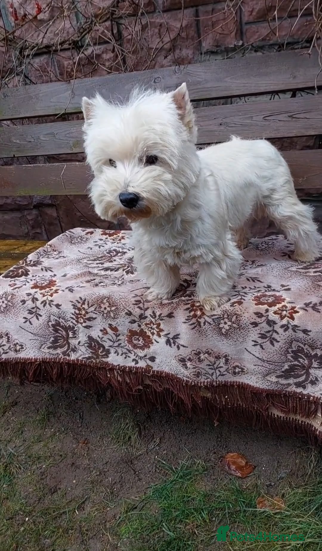 West Highland Terrier dogs for adoption: JEFF – Male West Yorkshire Terrier - Advert 2