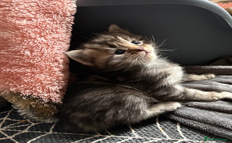 Maine Coon cats - Advert 8