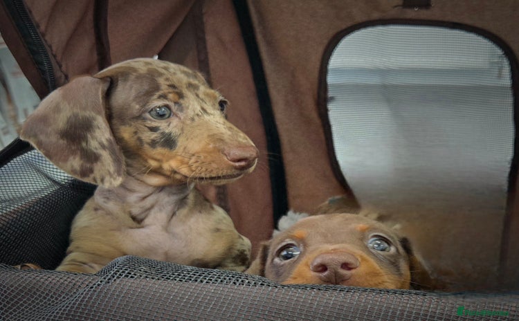 Miniature Dachshund dogs - Advert 10