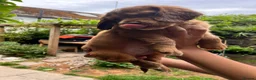 Cocker Spaniel dogs for sale: Last Puppy Available Calm Boy in Newton Abbot in Newton Abbot - Advert 25