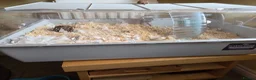 Hamster rodents for sale: Russian Dwarf Hamster in Birmingham - Advert 5