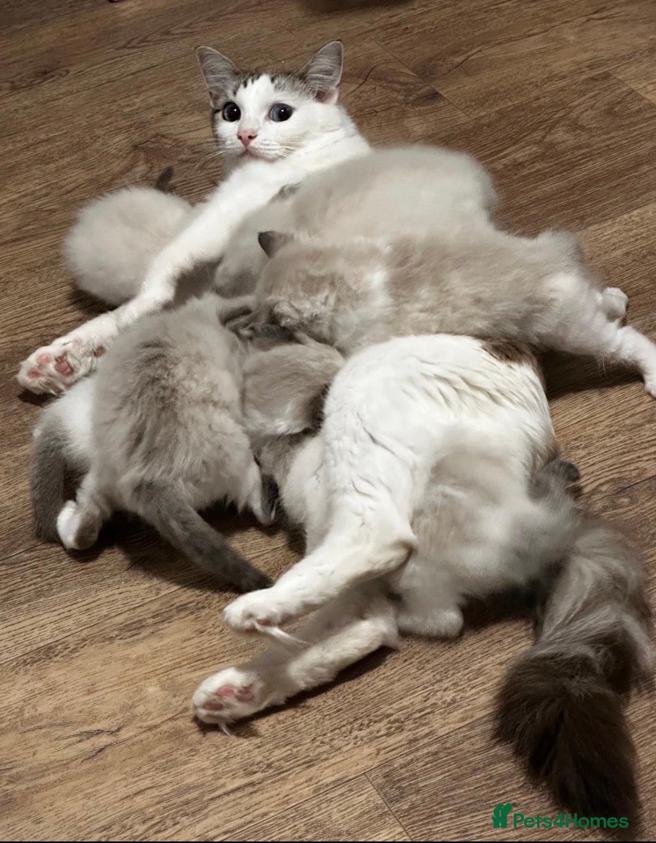 Ragdoll cats Beautiful Ragdoll Kittens - Advert 2