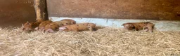 Pig livestock for sale: Oxford Sandy & Black Meat Weaners - Advert 2