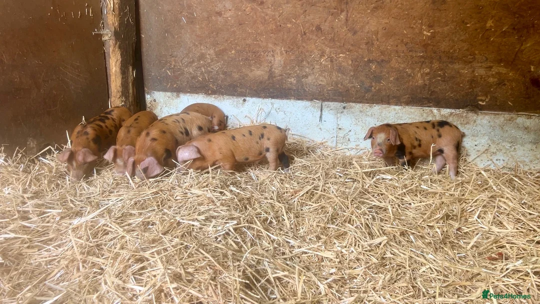 Pig livestock for sale: Oxford Sandy & Black Meat Weaners - Advert 2