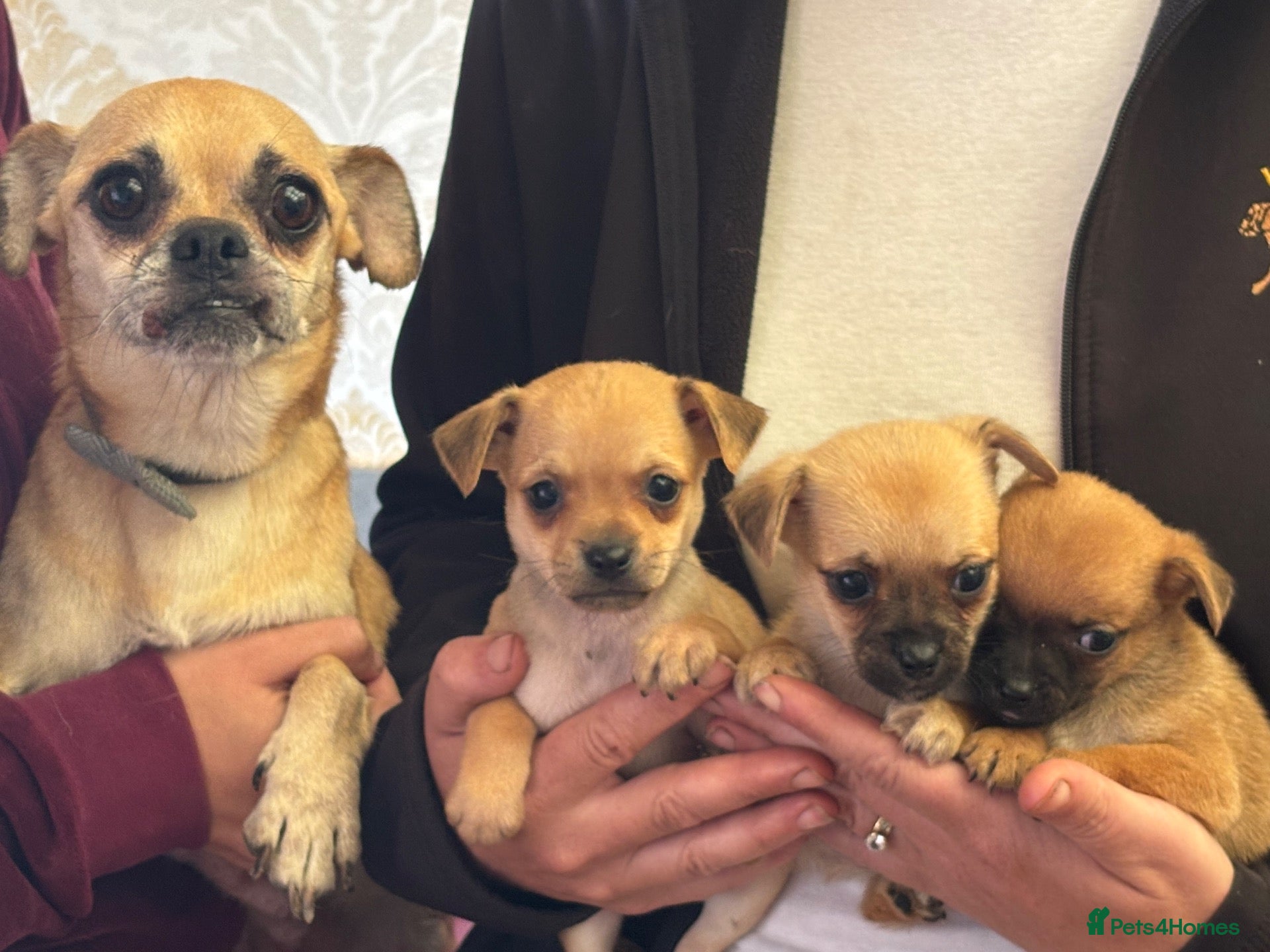 Mixed Breed dogs Pug x Pomeranian  - Advert 7