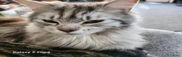 Maine Coon cats for sale: 🐾 Stunning Silver Tabby Maine Coon Boy 🐾 in Caerphilly - Advert 2