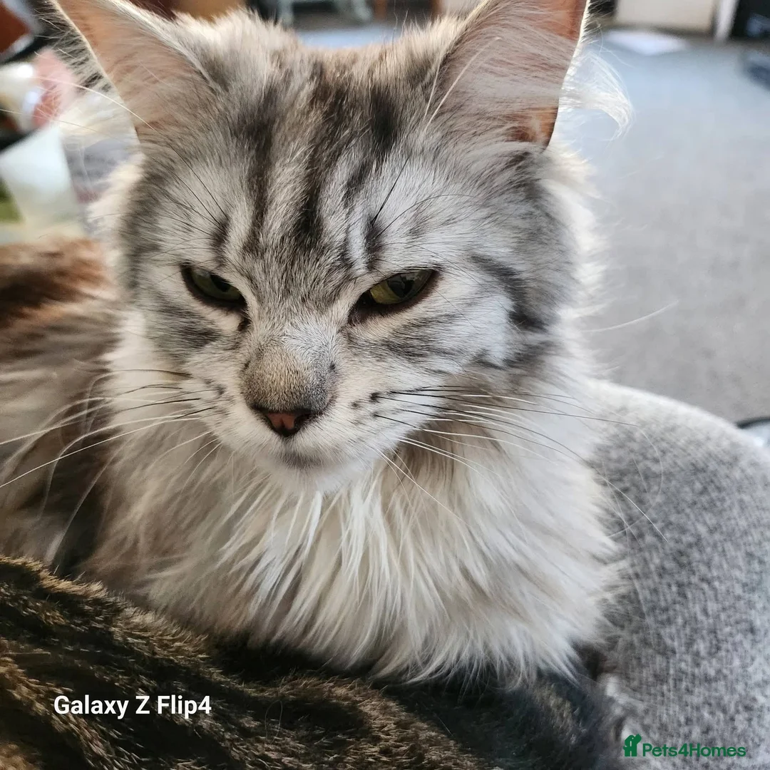 Maine Coon cats for sale: 🐾 Stunning Silver Tabby Maine Coon Boy 🐾 in Caerphilly - Advert 2