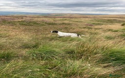 Pointer dogs for sale: English Pointer Bitch - Image 13