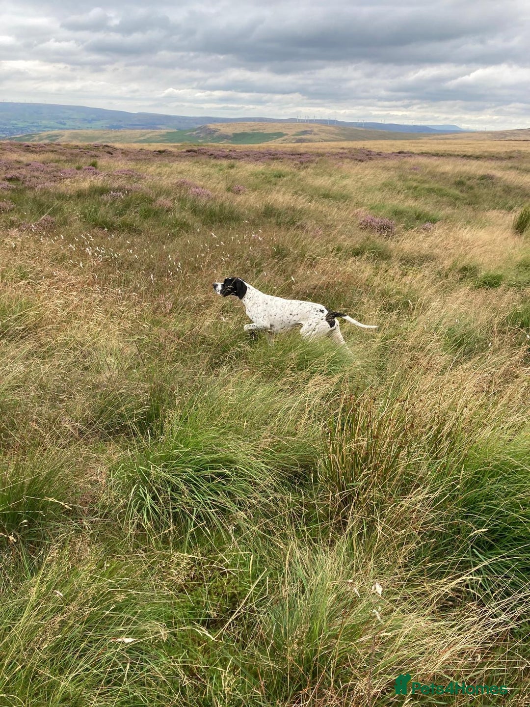 Pointer dogs for sale: English Pointer Bitch - Image 13