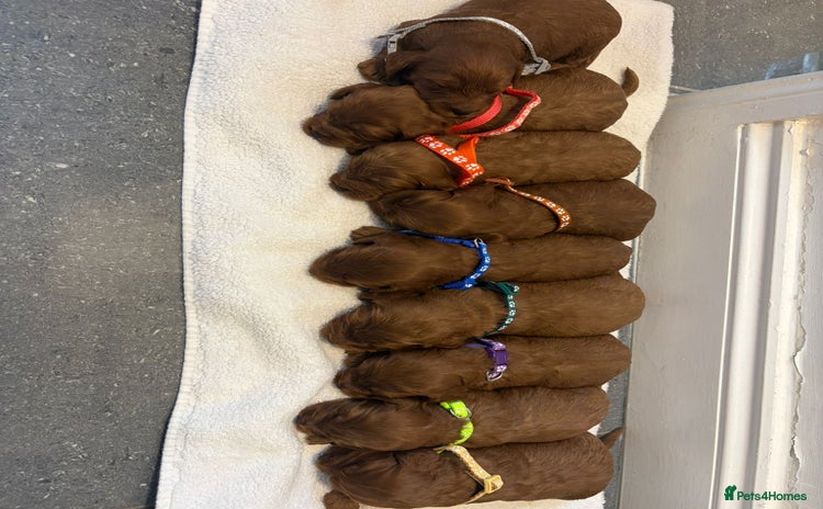 Cockapoo dogs - Advert 1