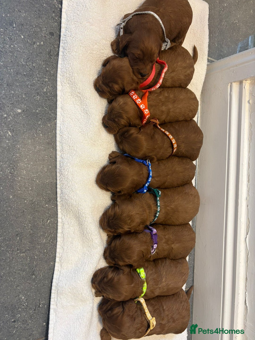 Cockapoo dogs for sale: FOX RED COCKAPOOS ⭐️⭐️ - Image 1
