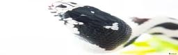 King Snake reptiles for sale: California King Snake  - Advert 3