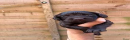 Sprocker dogs for sale: Kc Cocker spaniel / sprocker spaniel 10 pups - Advert 3