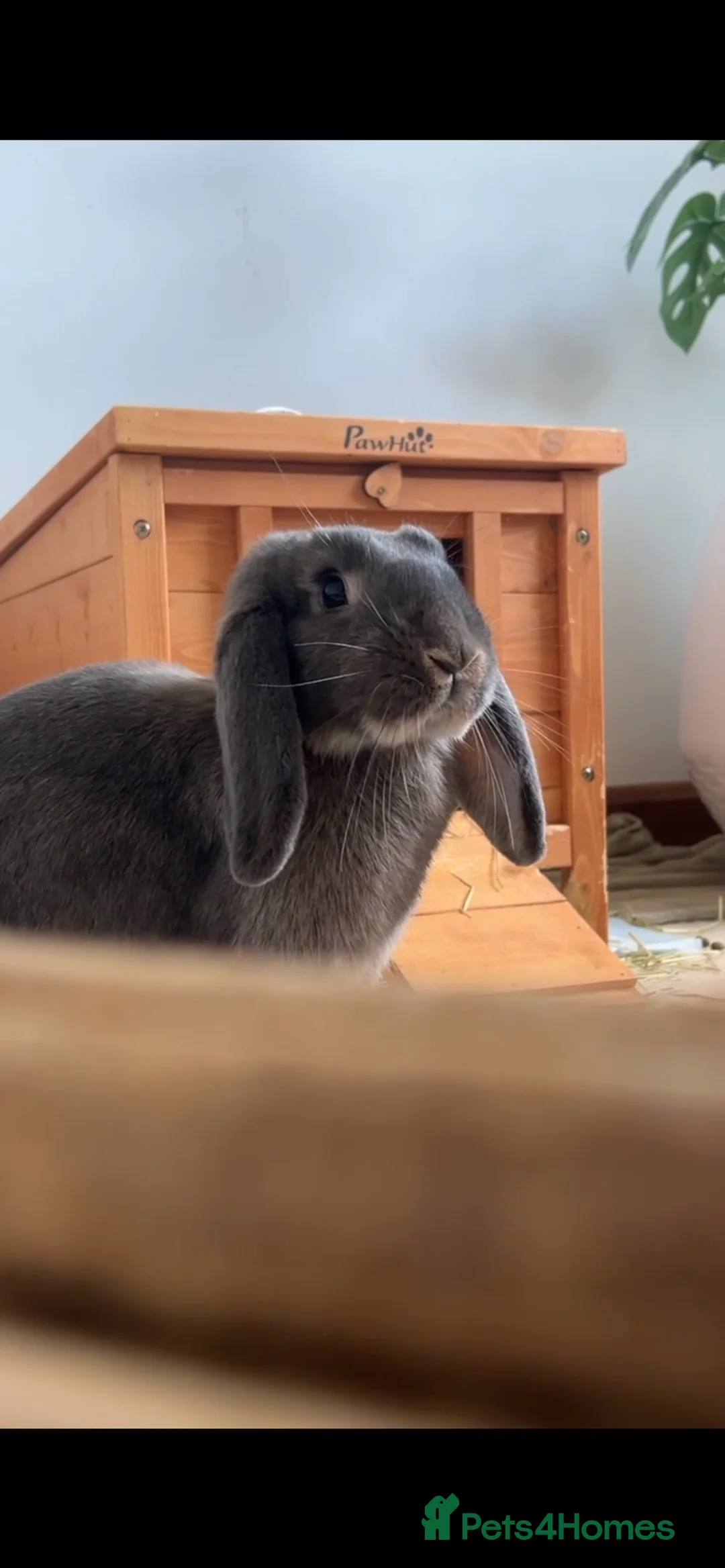 Mixed Breed rabbits for sale: Lovely female bunny for rehome - Advert 4