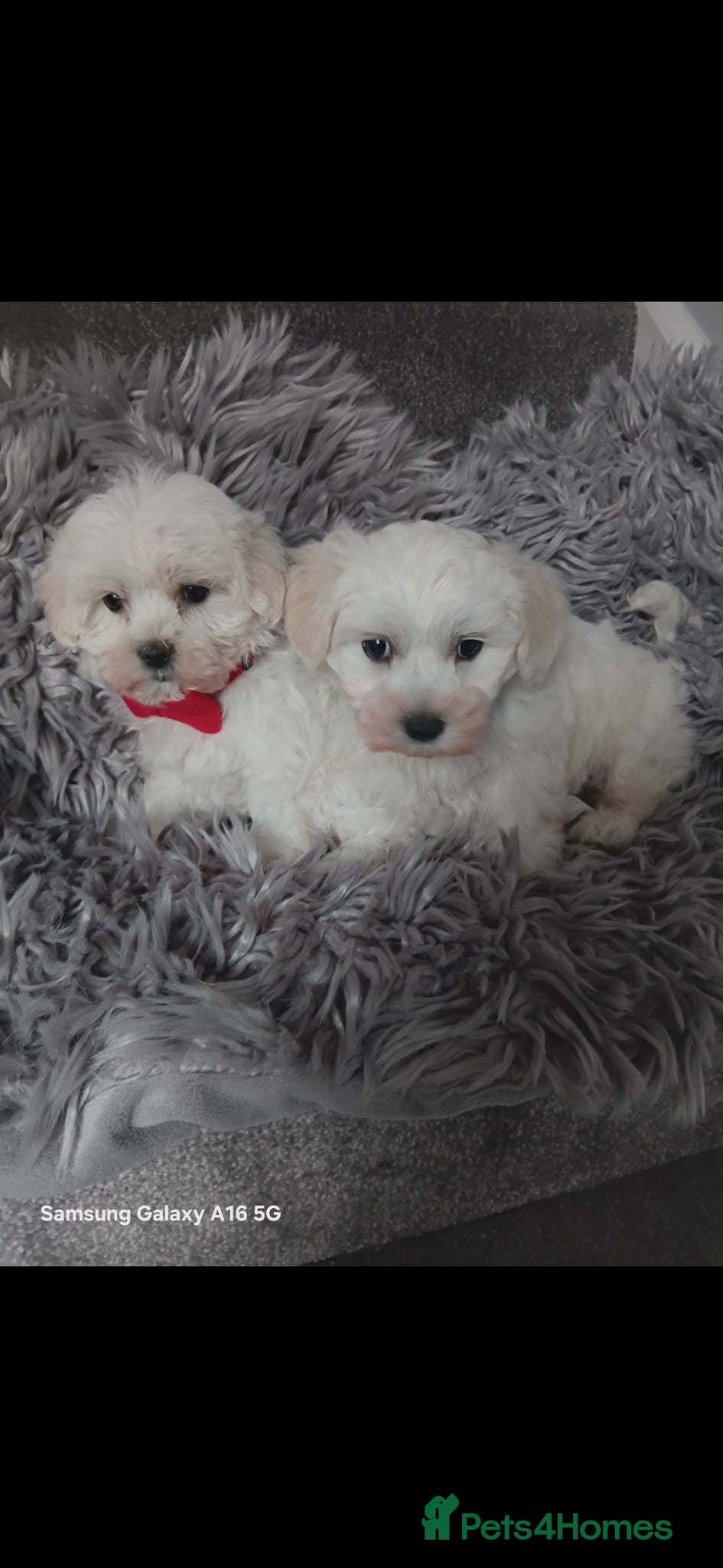 Maltese dogs BEAUTIFUL LITTLE WHITE MALTANS - Advert 1