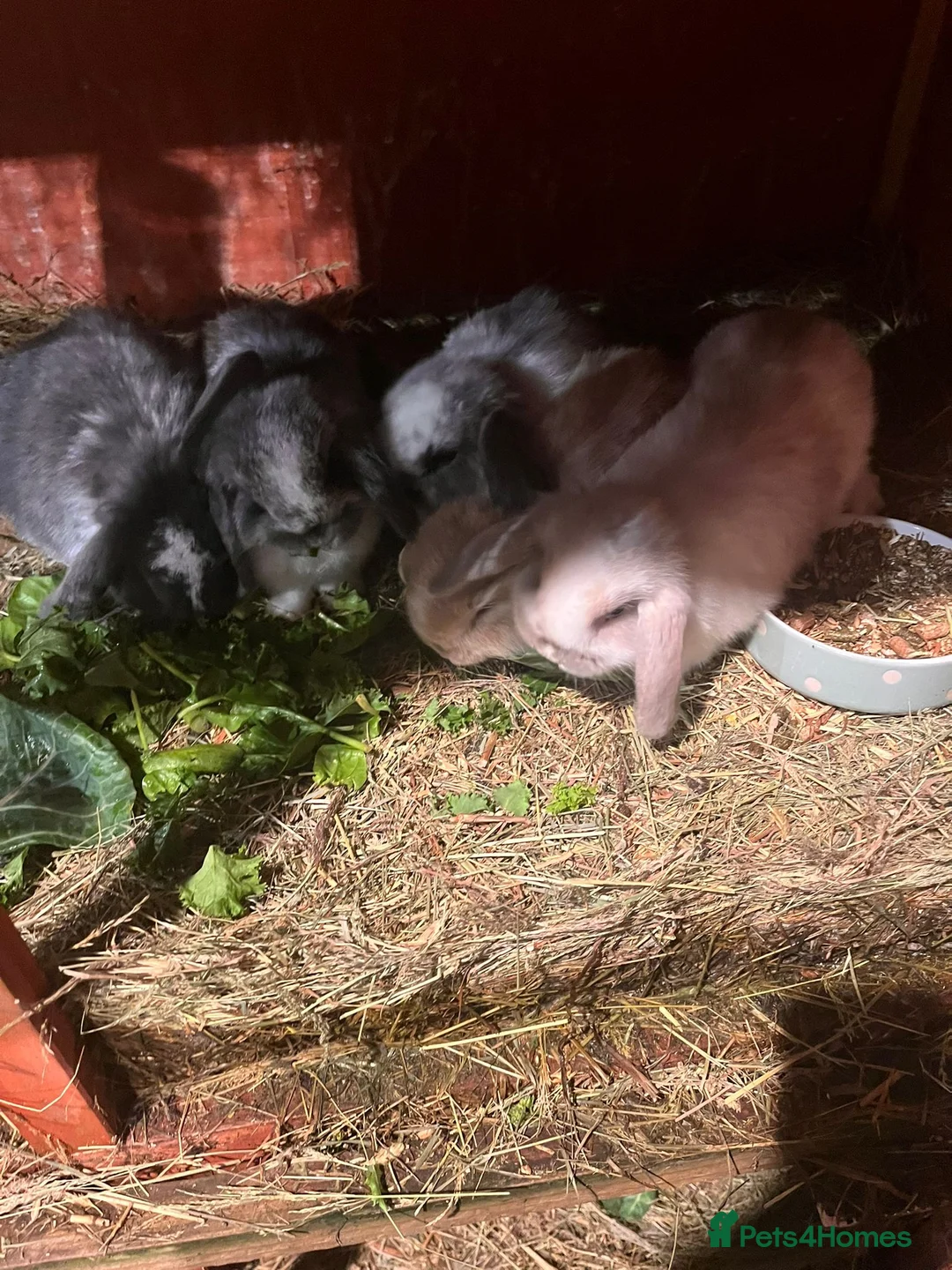 Mini Lop rabbits for sale: Mini lops  - Advert 2