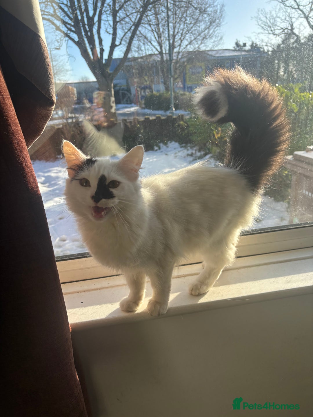 Turkish Angora cats for sale: Turkish angora kitten - Advert 4