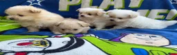 Pomapoo dogs for sale: Pomapoo puppies  - Advert 2