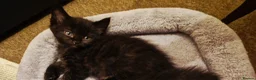 Mixed Breed cats for sale: 2 Beautiful Half-Ragdolls Boys - Advert 1