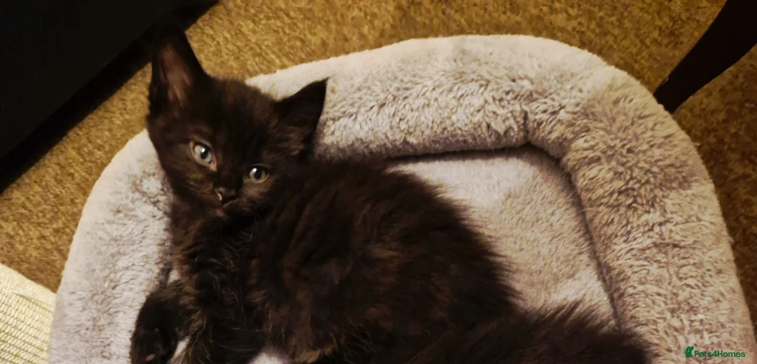 Mixed Breed cats for sale: 2 Beautiful Half-Ragdolls Boys - Advert 1