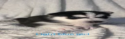 Siberian Husky dogs for sale: Stunning litter of Siberian husky puppies  - Advert 3
