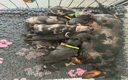 Miniature Dachshund dogs for stud: *Proven Stud*  - Image 9